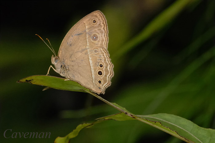 Mycalesis mineus macromalayana (Dark Brand Bush Brown)