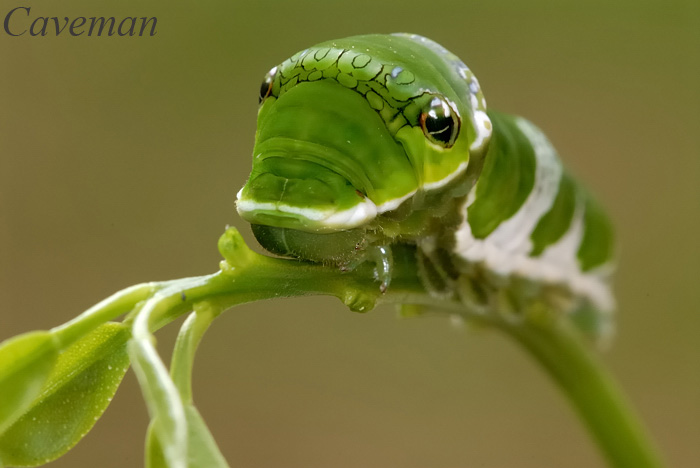 Caterpillar - Papilio memnon agenor(Great Mormon)