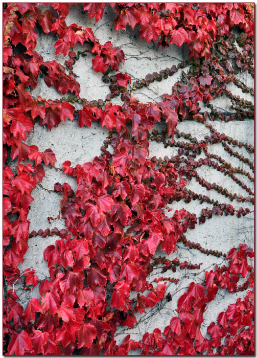 Clinging Vine