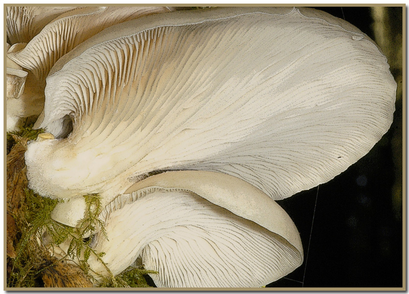 Pleurotus ostreatus