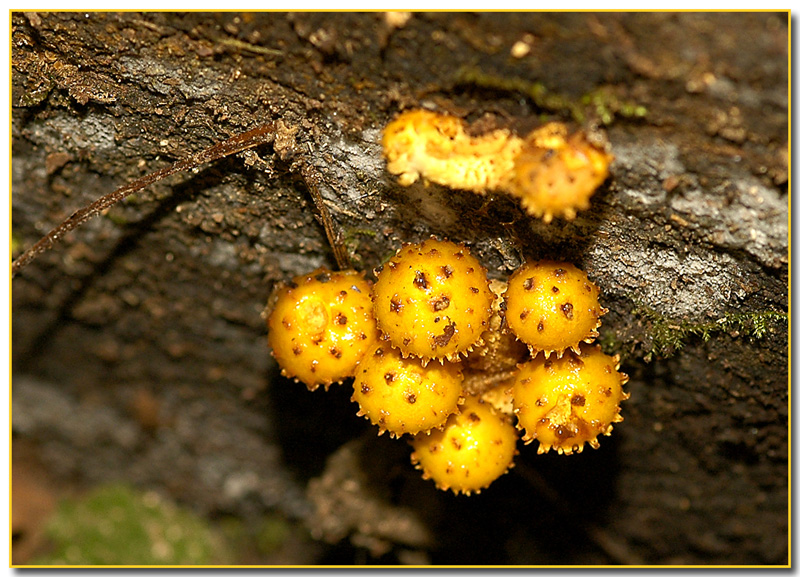 Pholiota aurivella