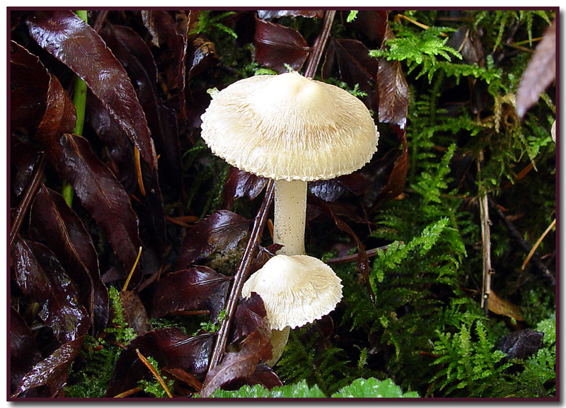 Inocybe geophylla