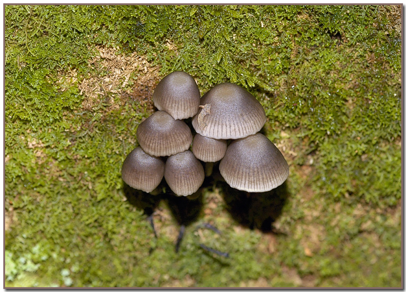 Mycena galericulata
