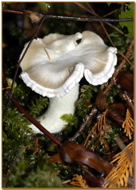 Clitocybe dilatata