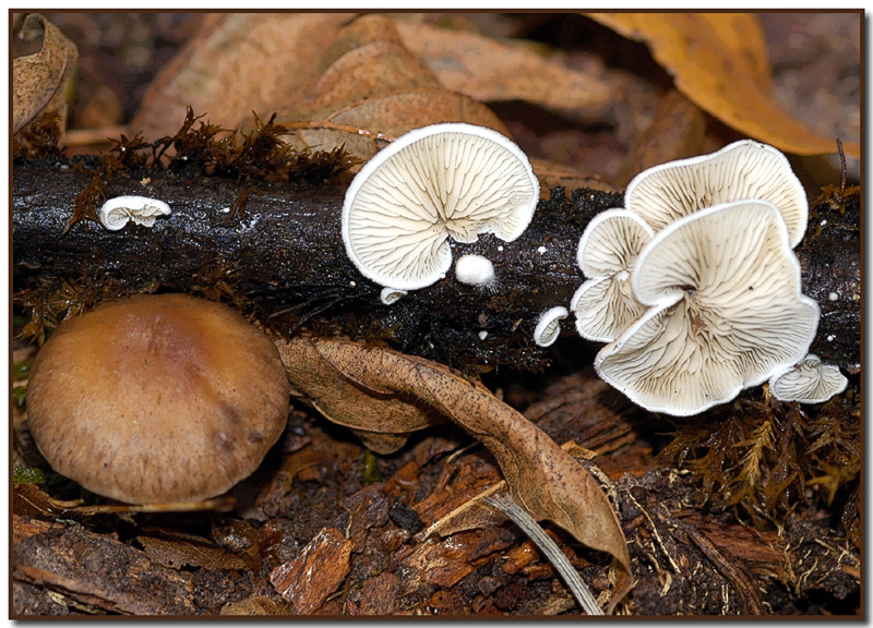 Crepidotus variabilis