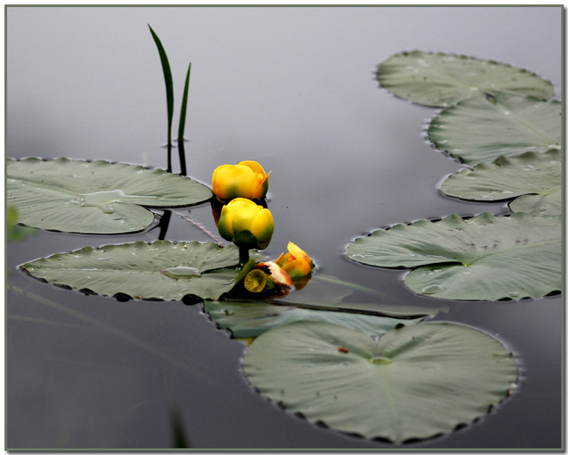 Nuphar polysepalum