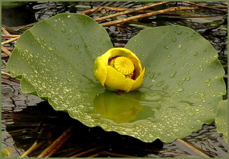 Pond Lily Reflection