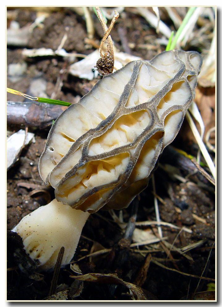 Morchella ?