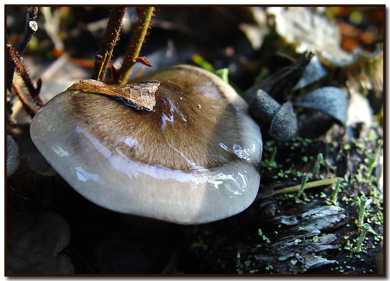 Lactarius pseudomucidus  & Cladonia macilenta
