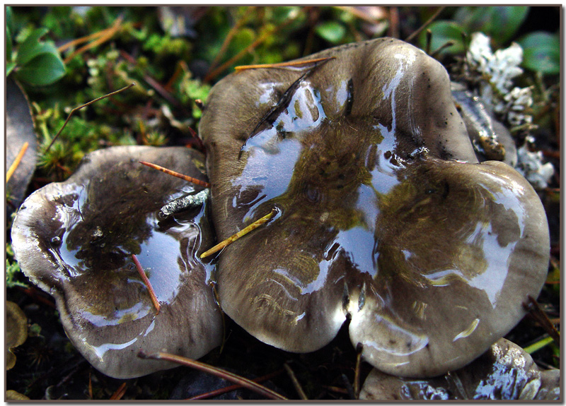 Lactarius pseudomucidus