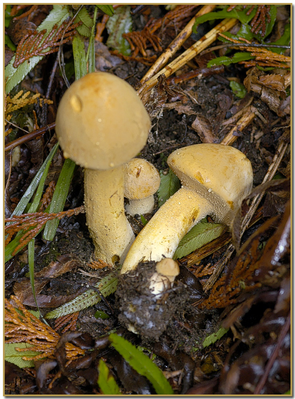 Phaeolepiota aurea