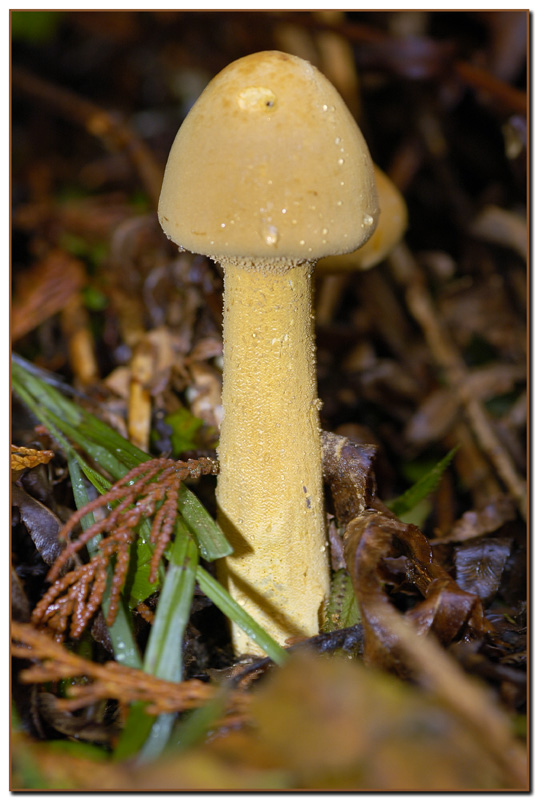 Phaeolepiota aurea