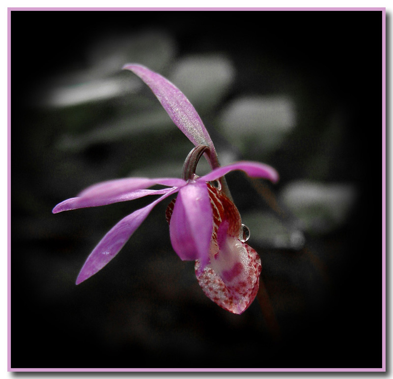 Calypso bulbosa