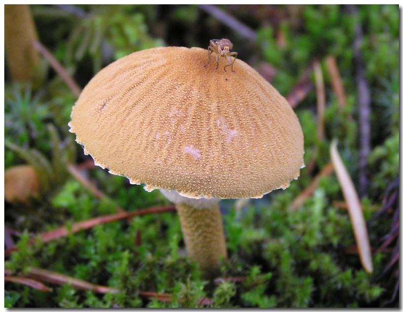 Cystoderma fallax and Friend