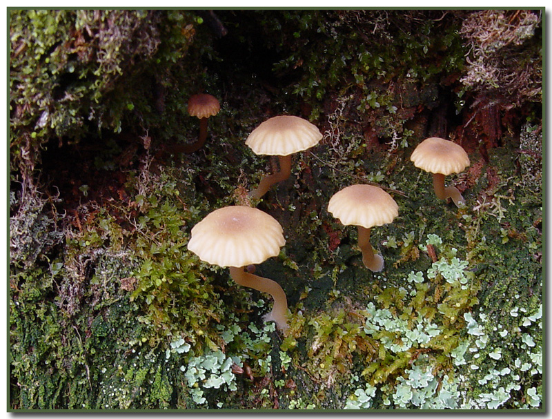 Lichen Agaric Omphalina ericetorum  Coccomyxa sp.
