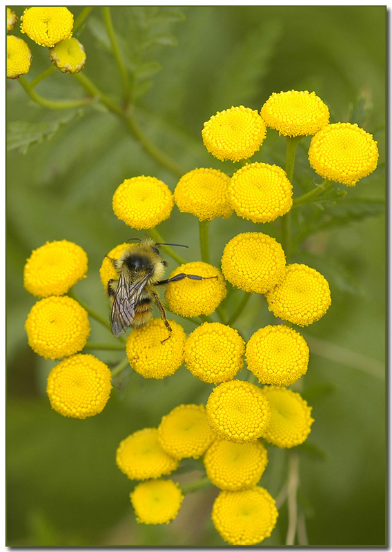 Common Tansy