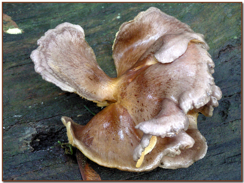 Paxillus panuoides