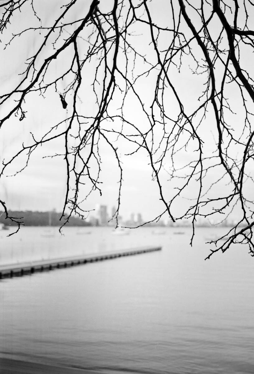 winter branch with city blur