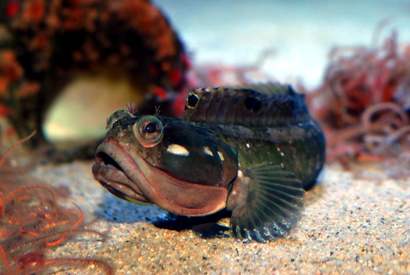 Sarcastic Fringehead