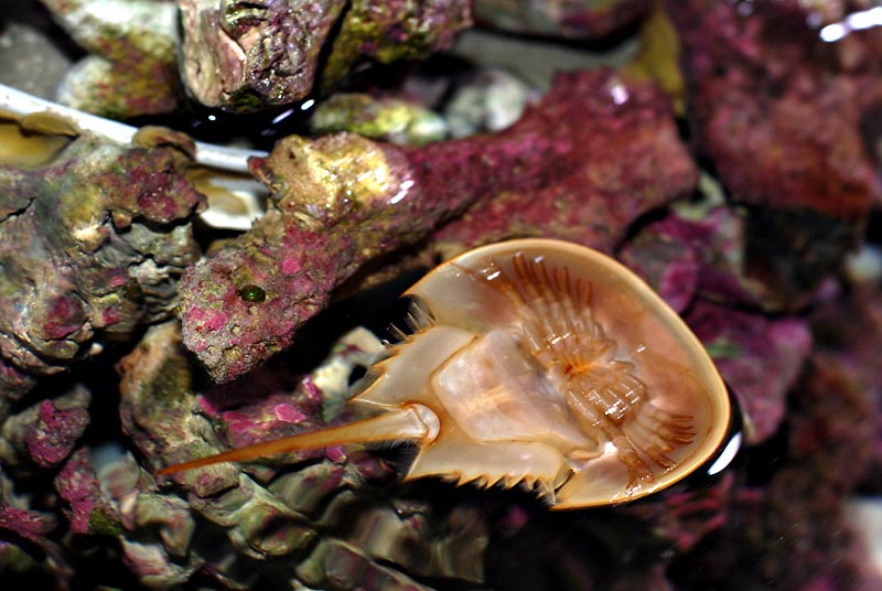 Baby horseshoe crab swimming upside down