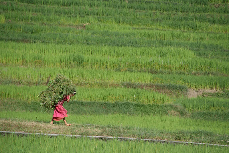 Woman Harvesting Crops near Bhaktapur 02