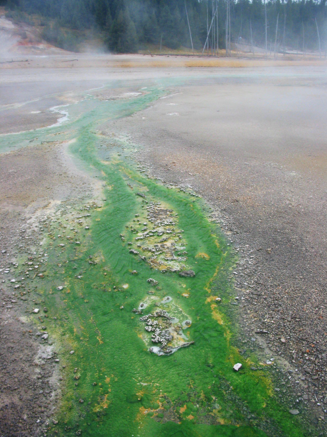 A bacteria mat in one of the geyser basins