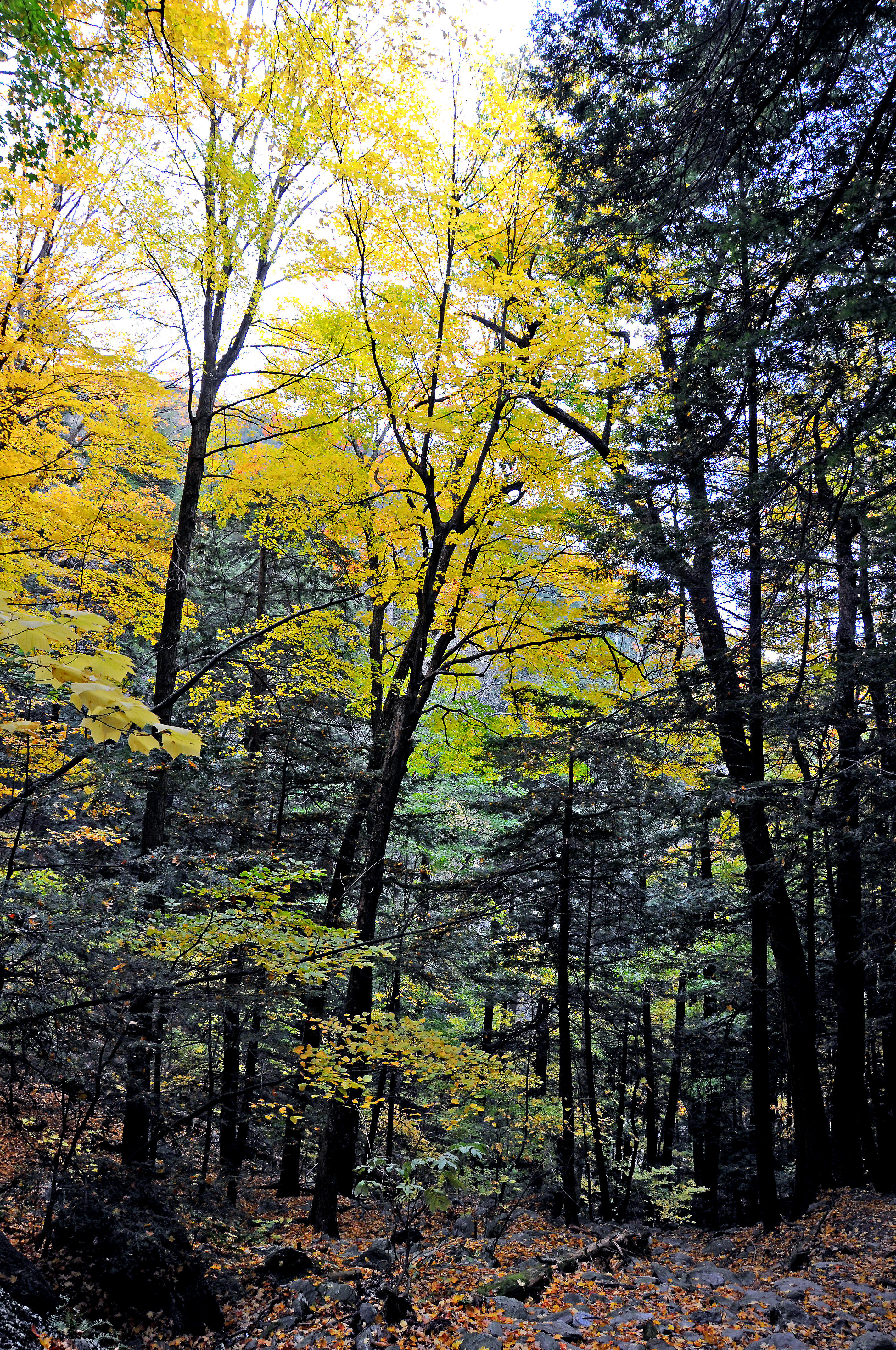 Bash Bish or Copake Falls Trail
