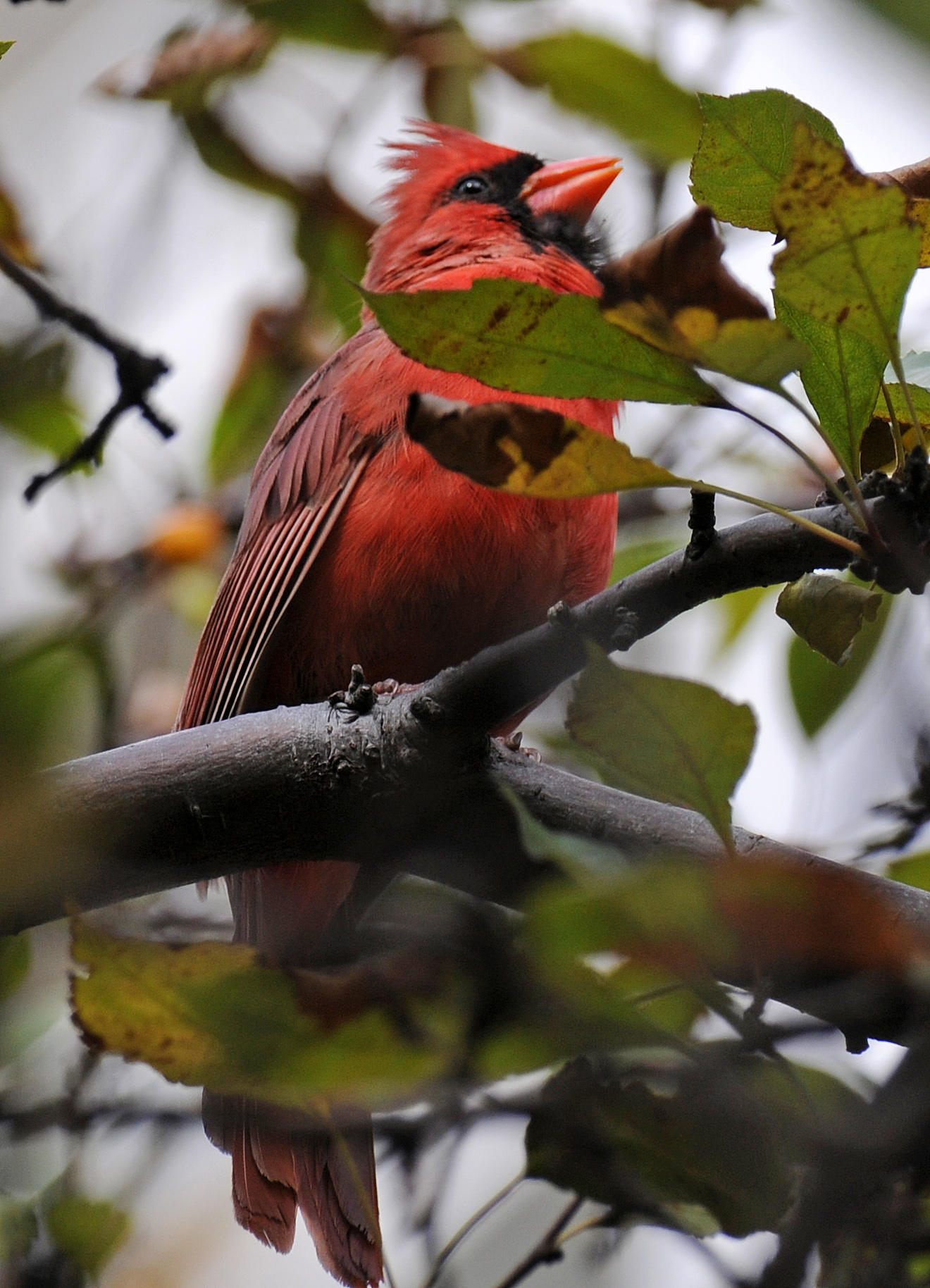 Cardinal