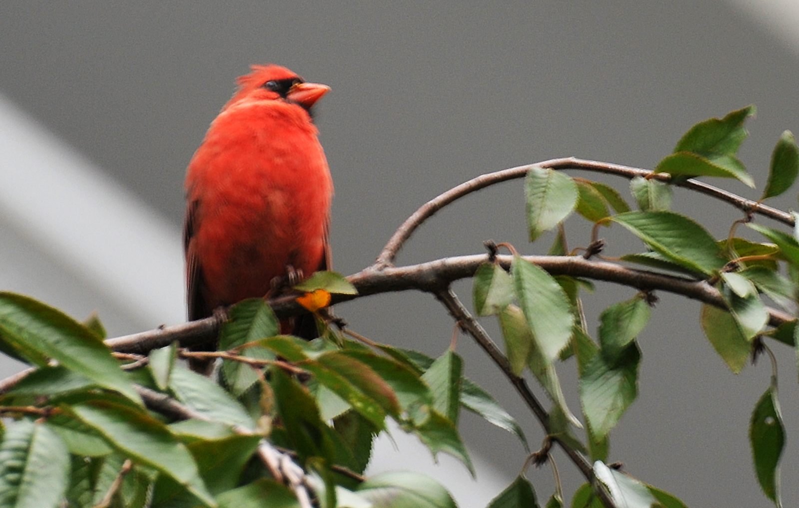 Cardinal
