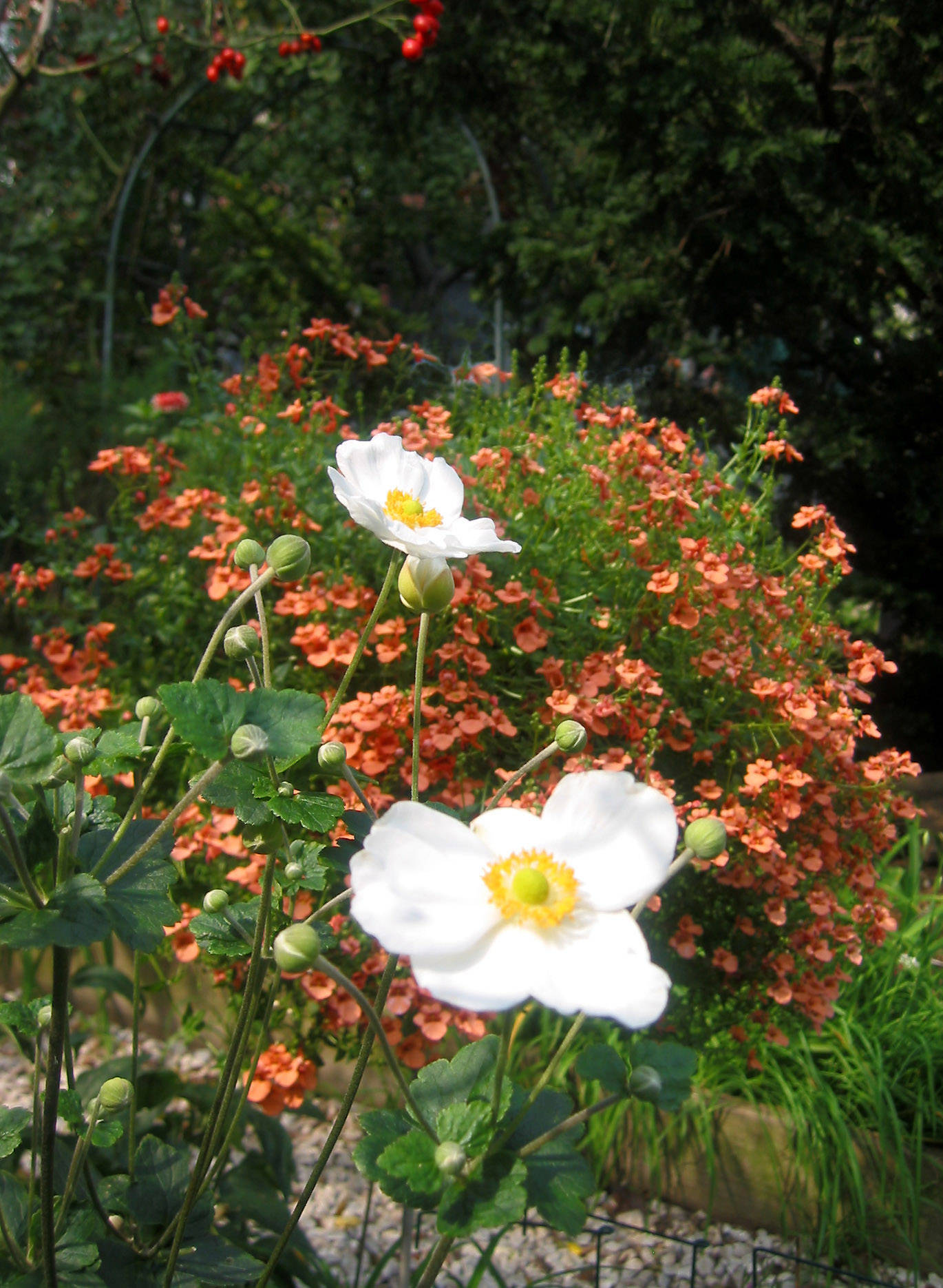 On a Garden Path - Anemone, Diascia & Rose Hips