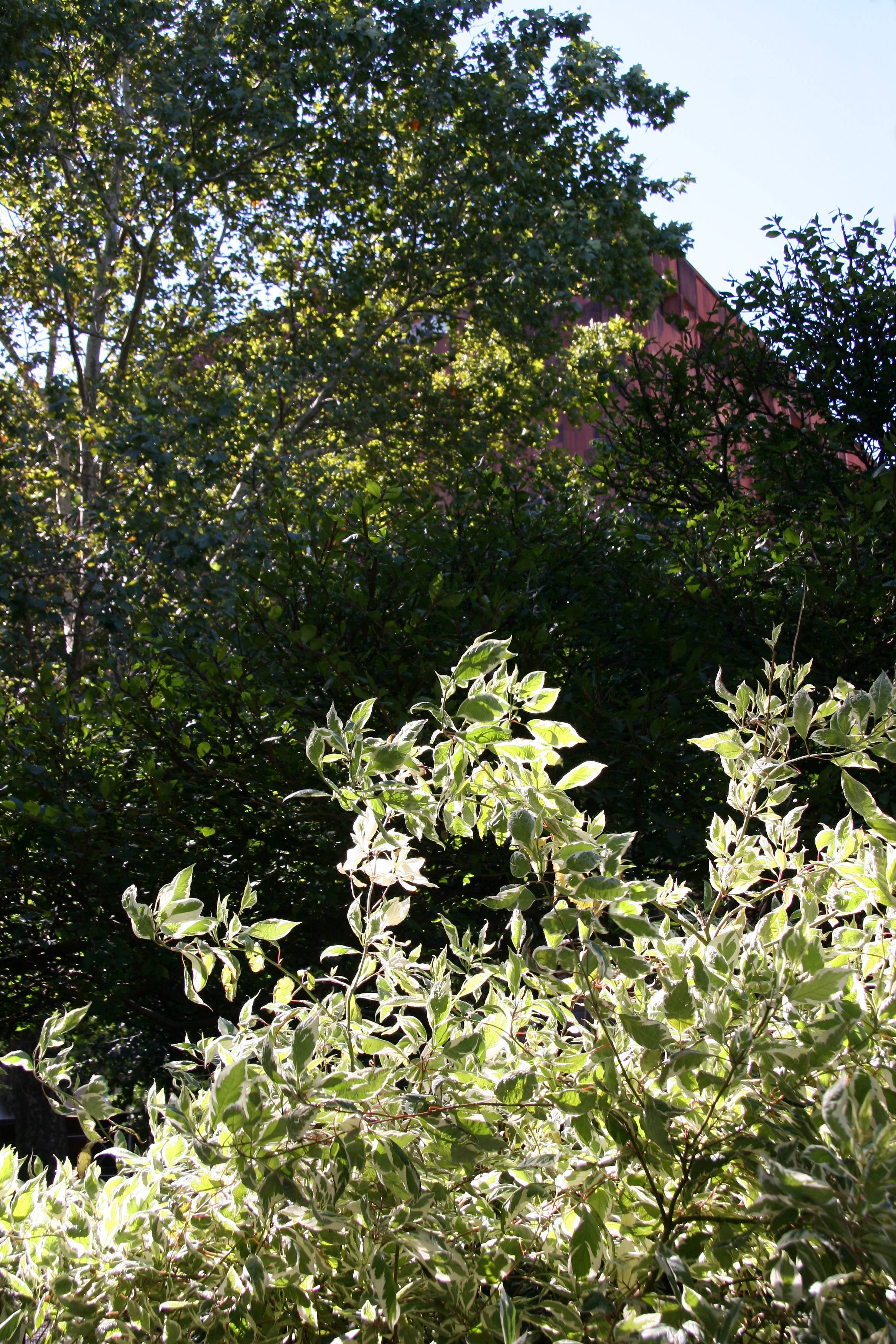 NYU Library & Dogwood