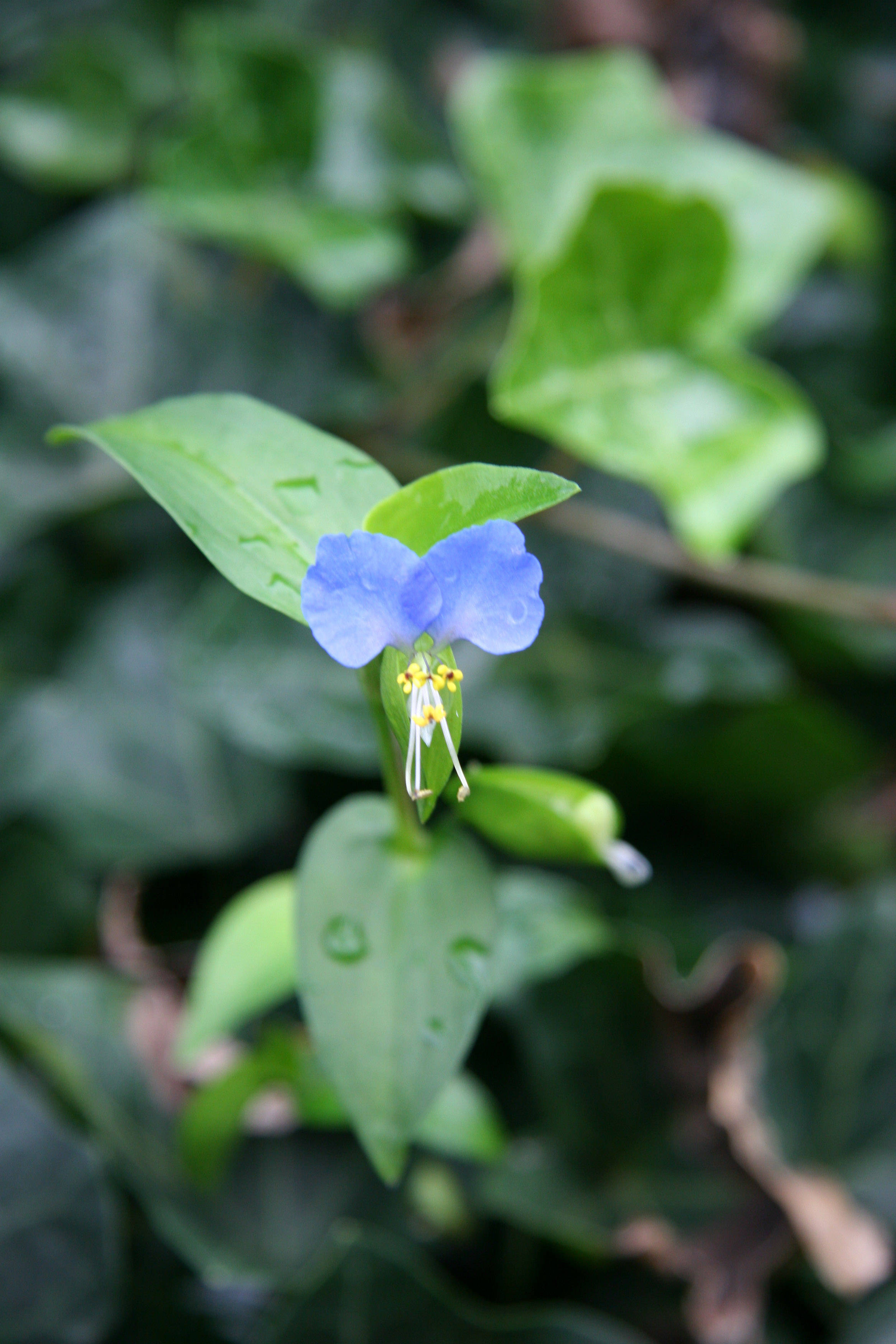 Commelina communis