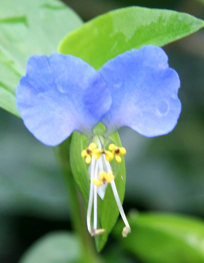 Commelina communis