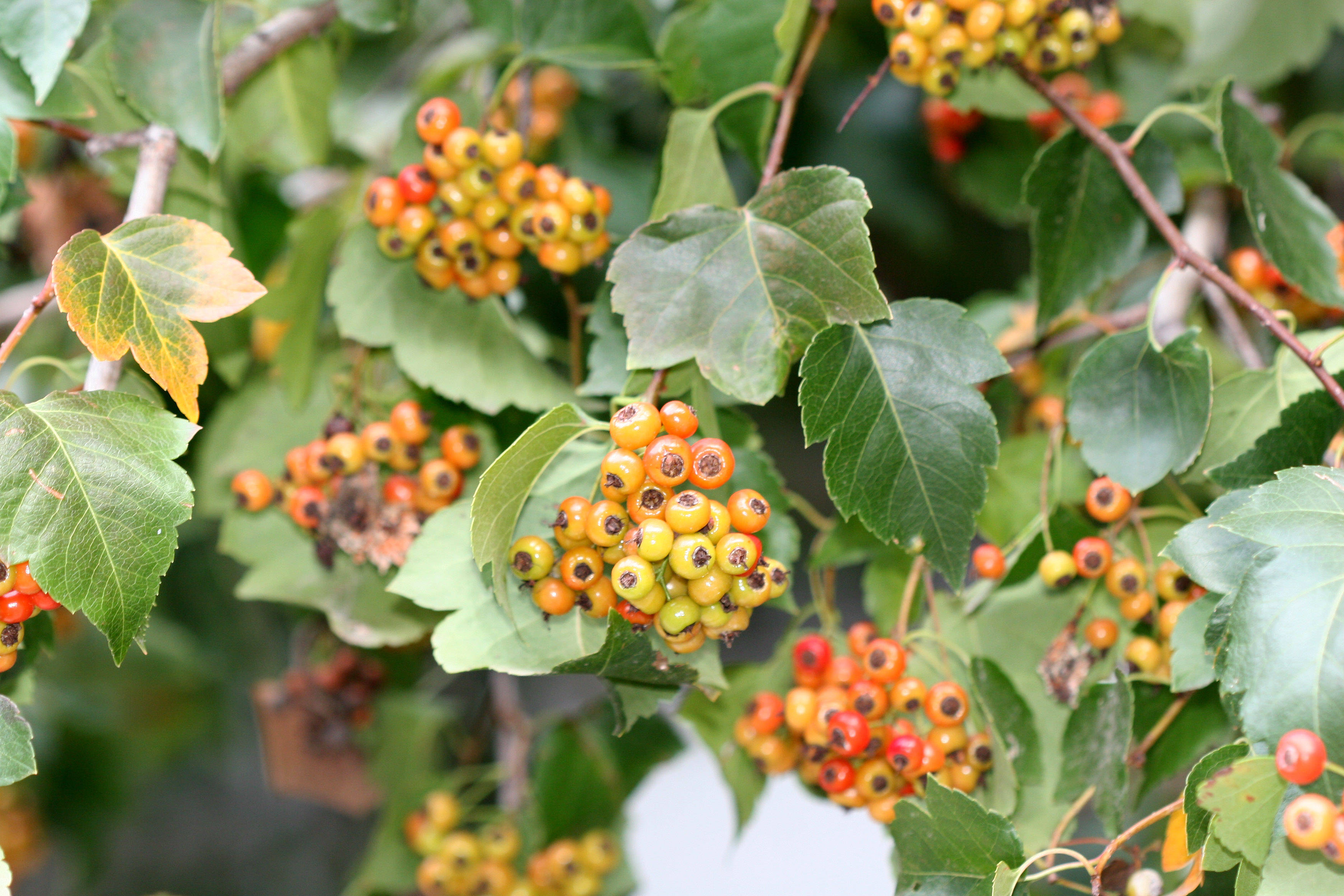 Hawthorne Tree Berries