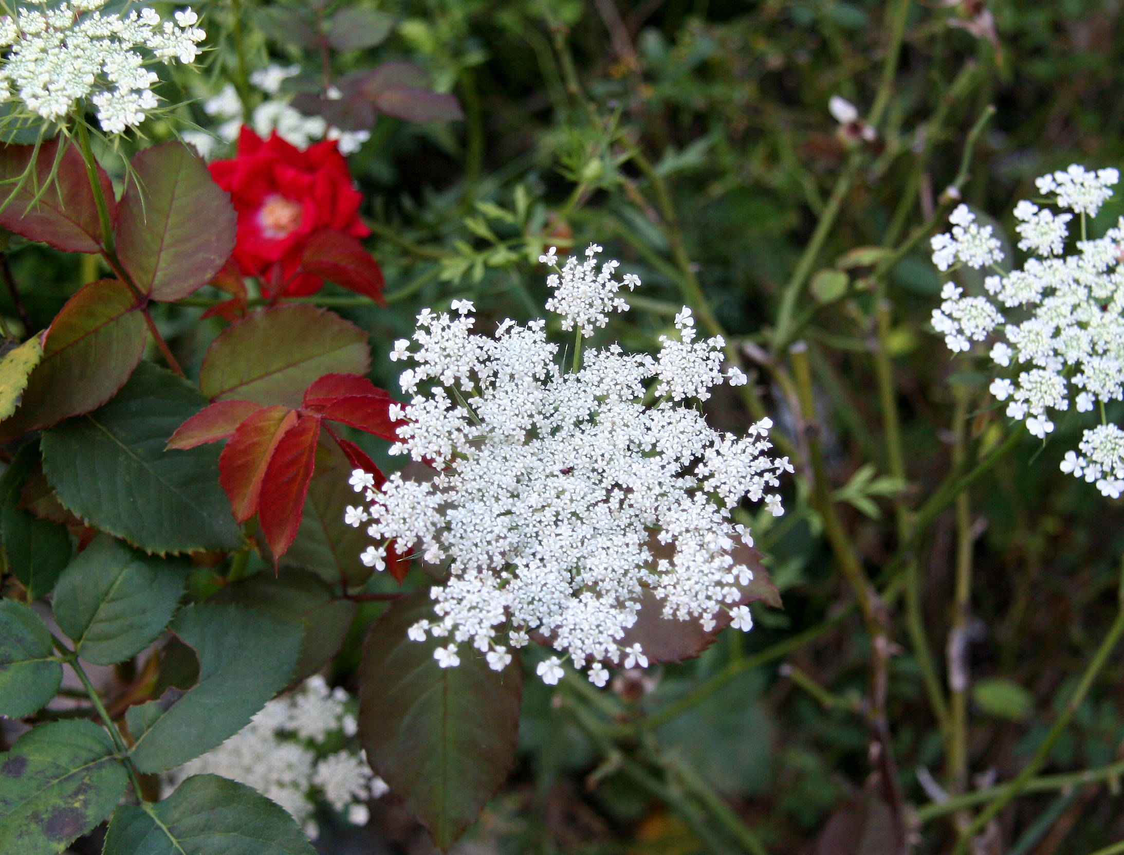 Queen Ann Lace and a Red Rose Bush