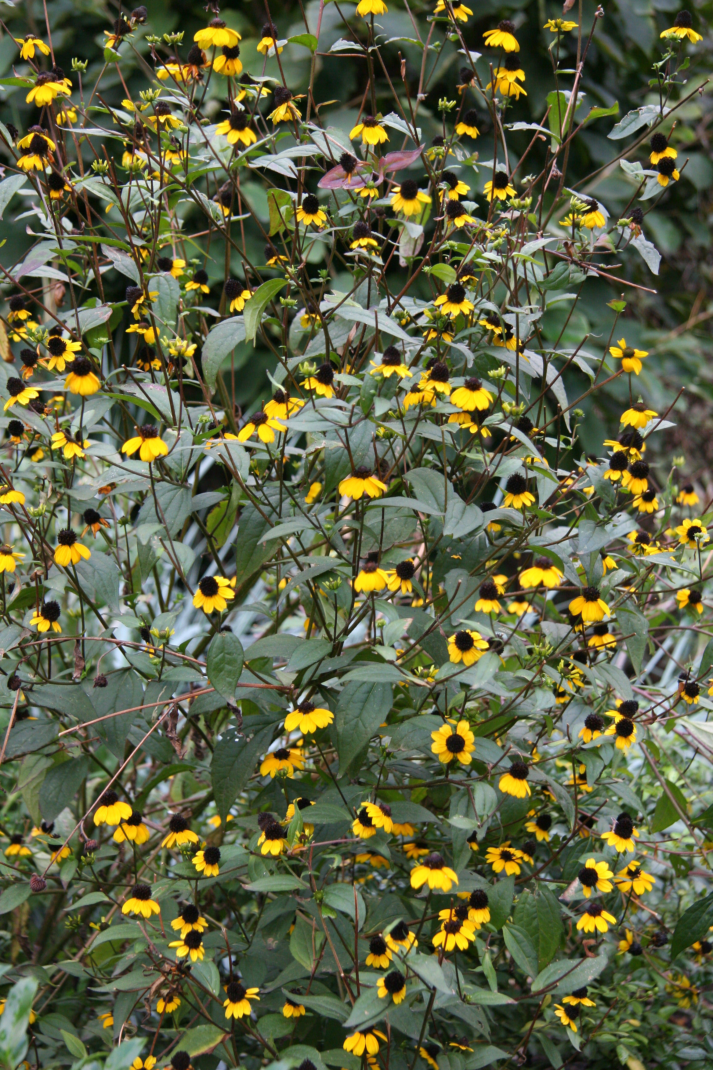 Blackeyed Susans
