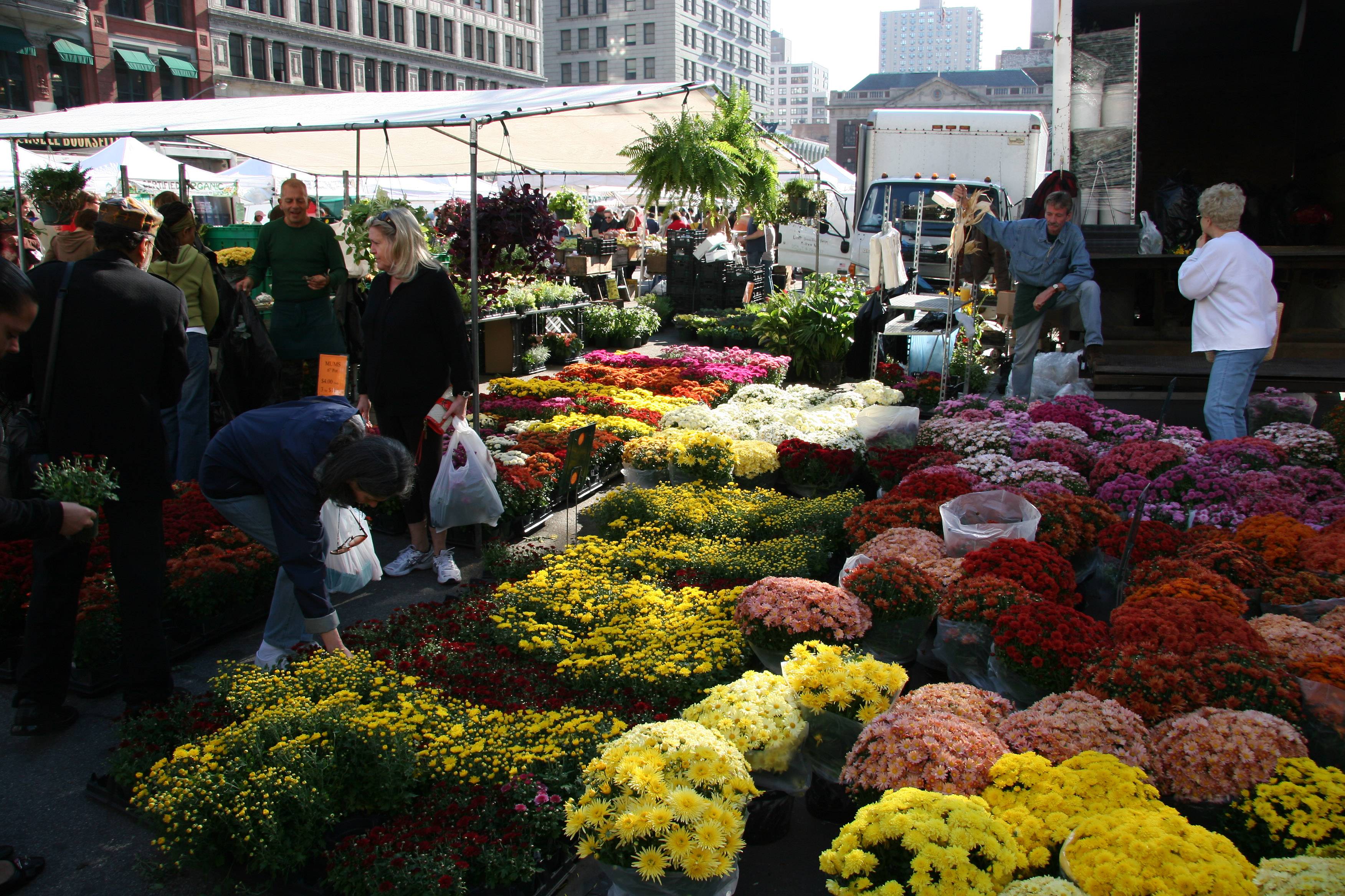 Mostly Chrysanthemums