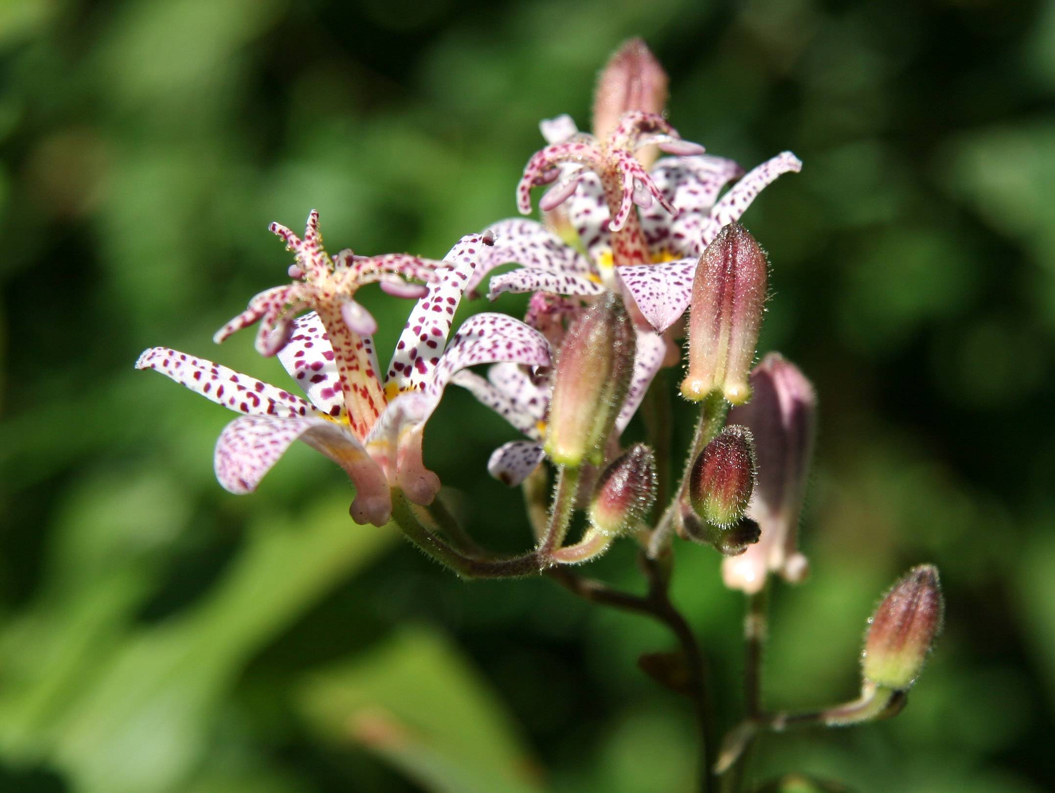 Tricyrtis or Toad Lily