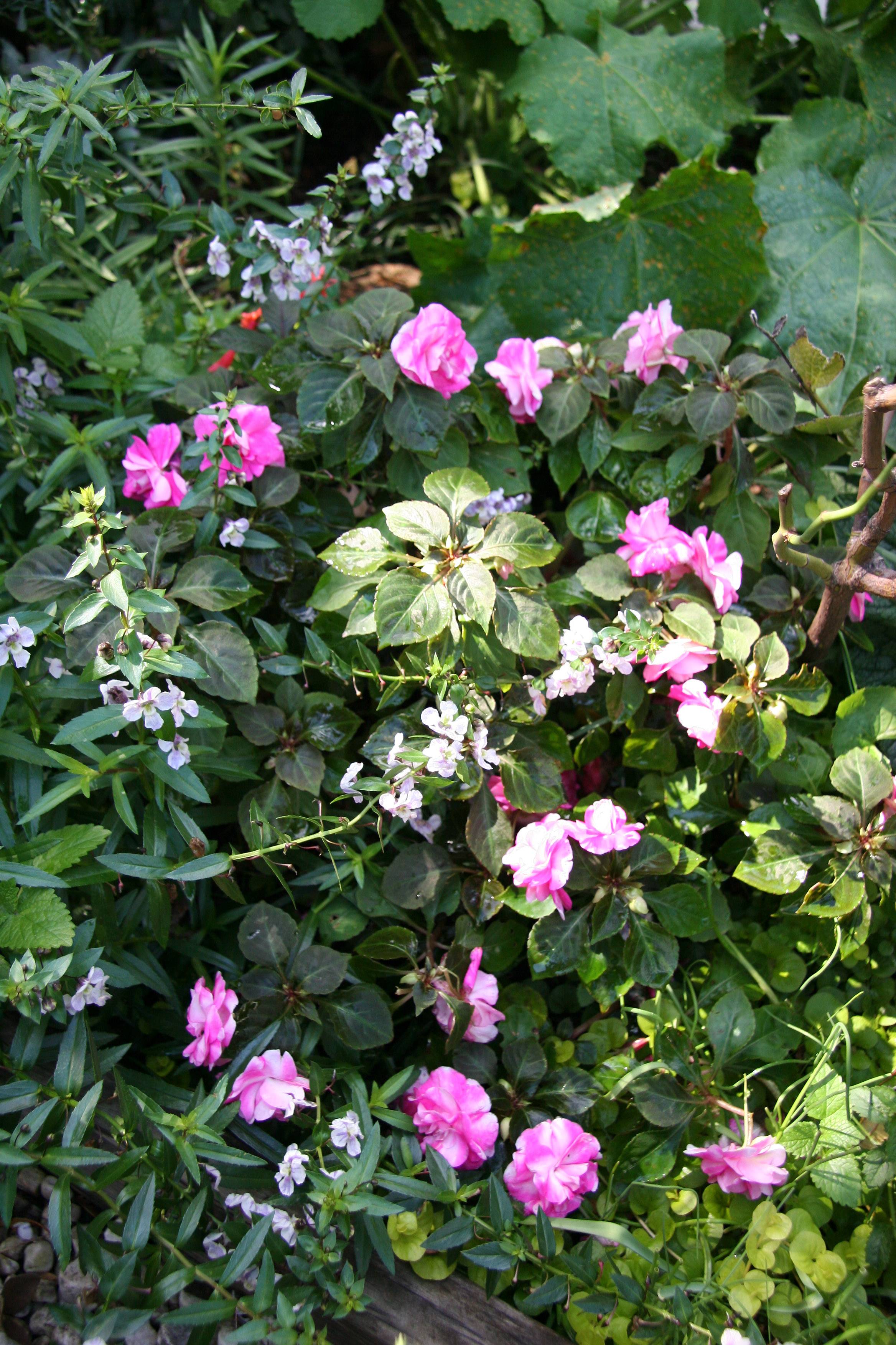 Impatiens Rosettes & Angelonia