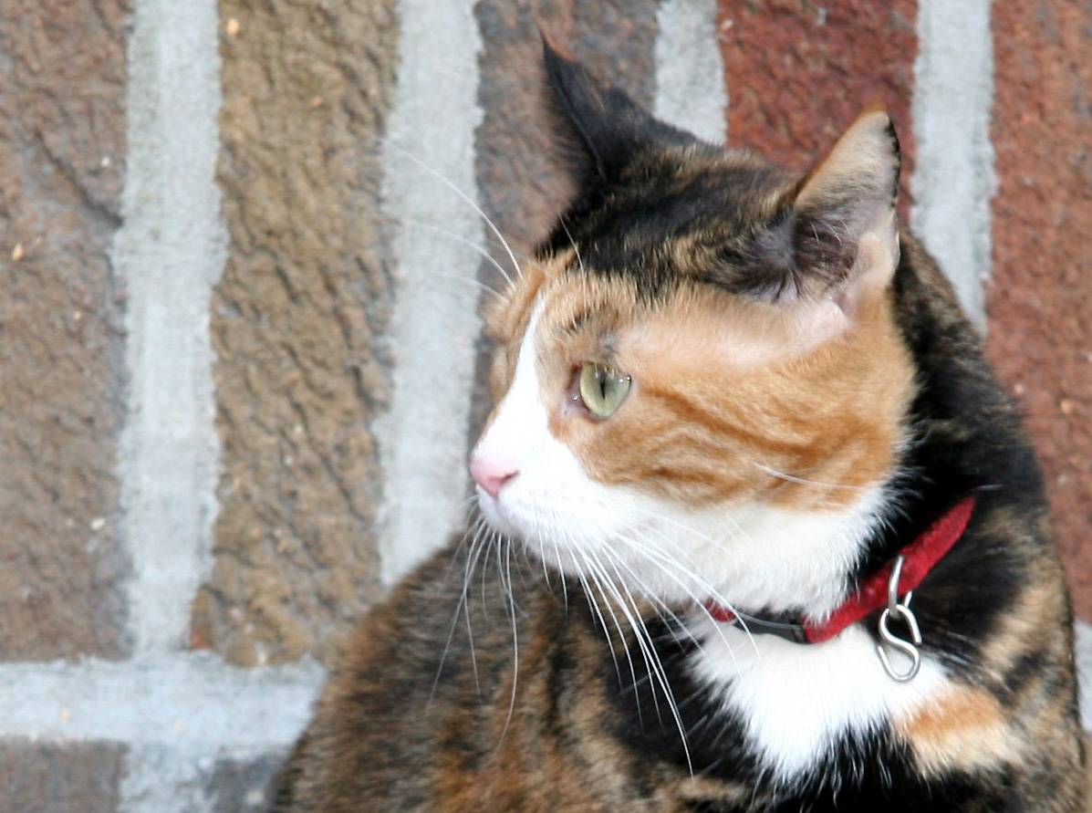 Calico Cat