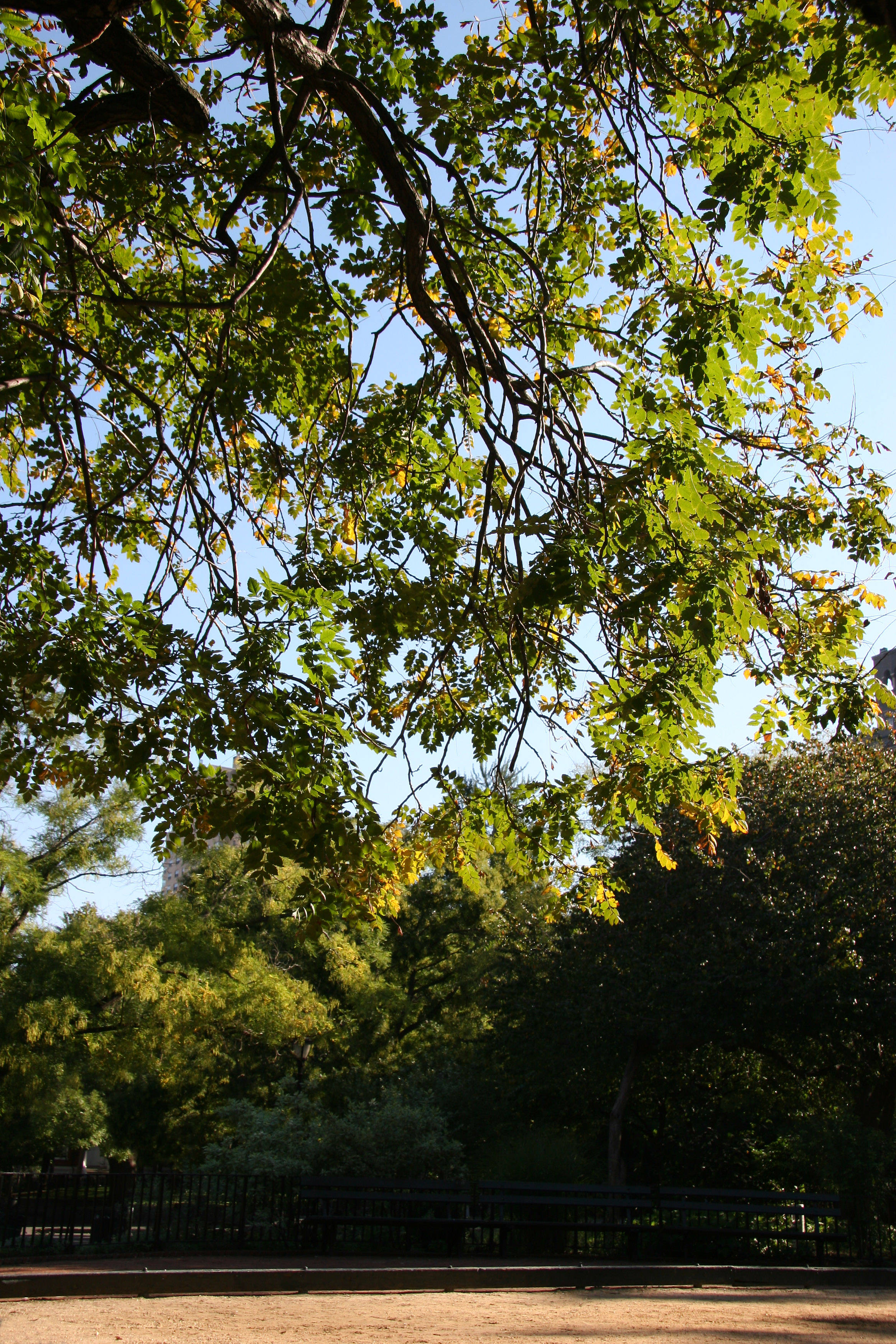 Bocce Ball Court & Golden Rain Tree Foliage
