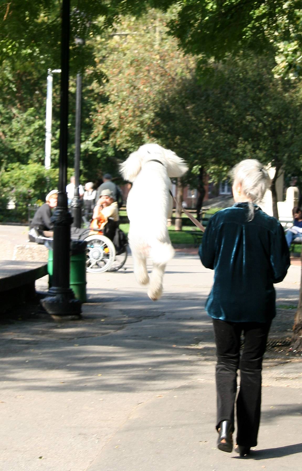 Three Legged Poodle in Space