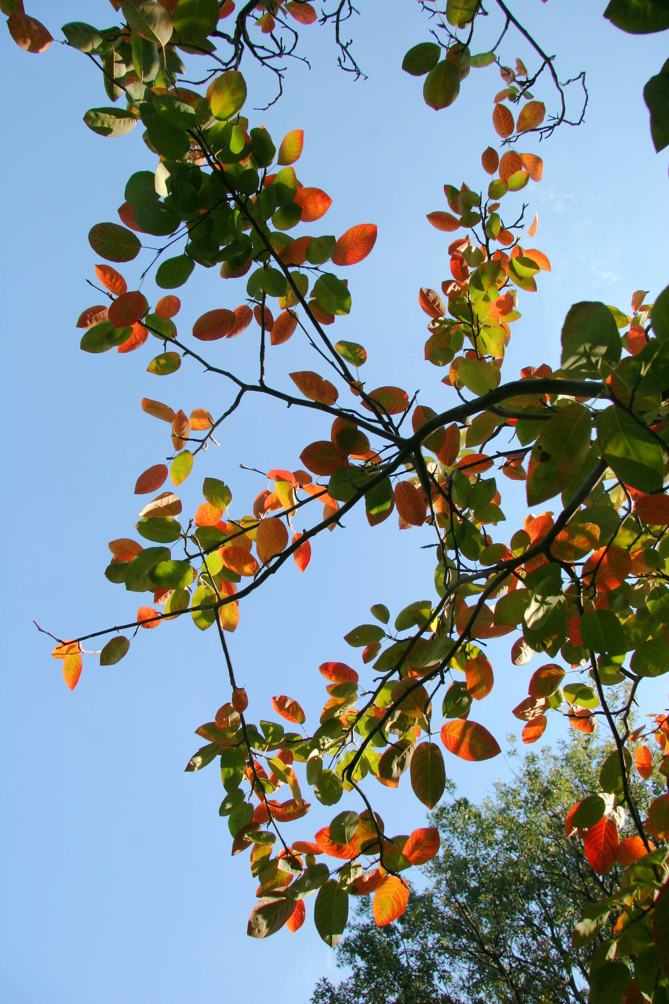 Ornamental Cherry Tree Foliage