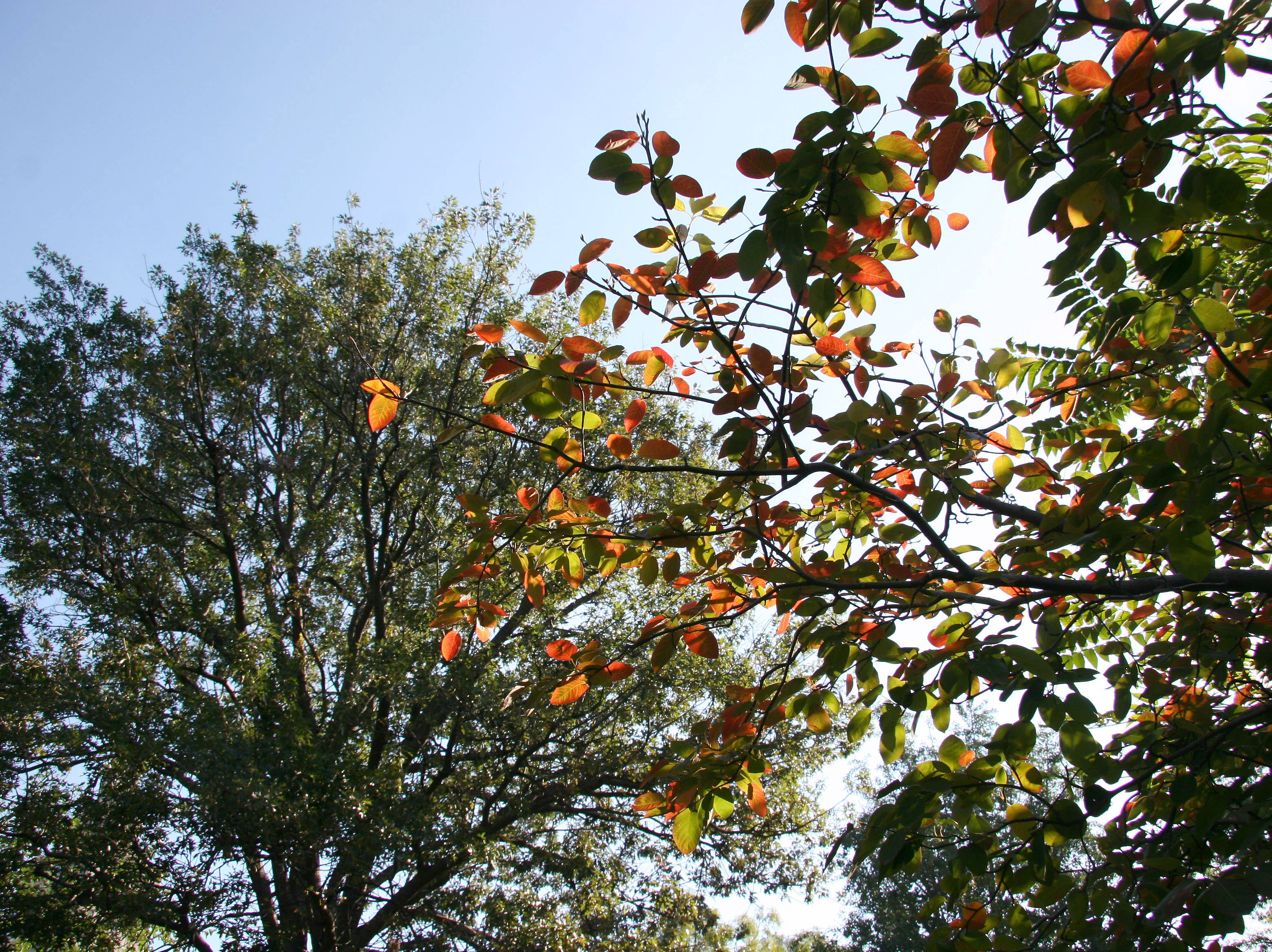 Ornamental Cherry Tree Foliage and an Oak Tree