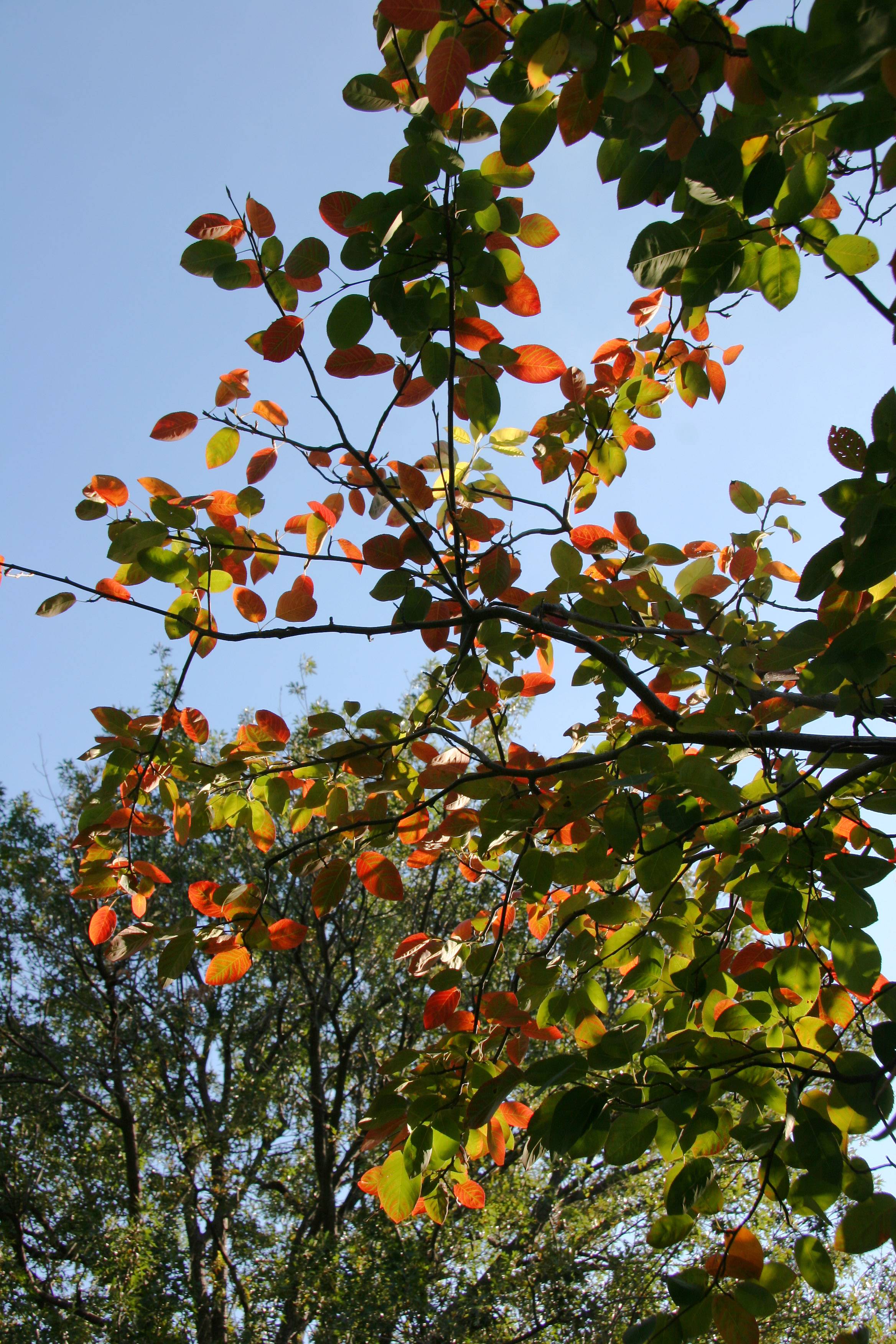 Ornamental Cherry Tree Foliage and an Oak Tree