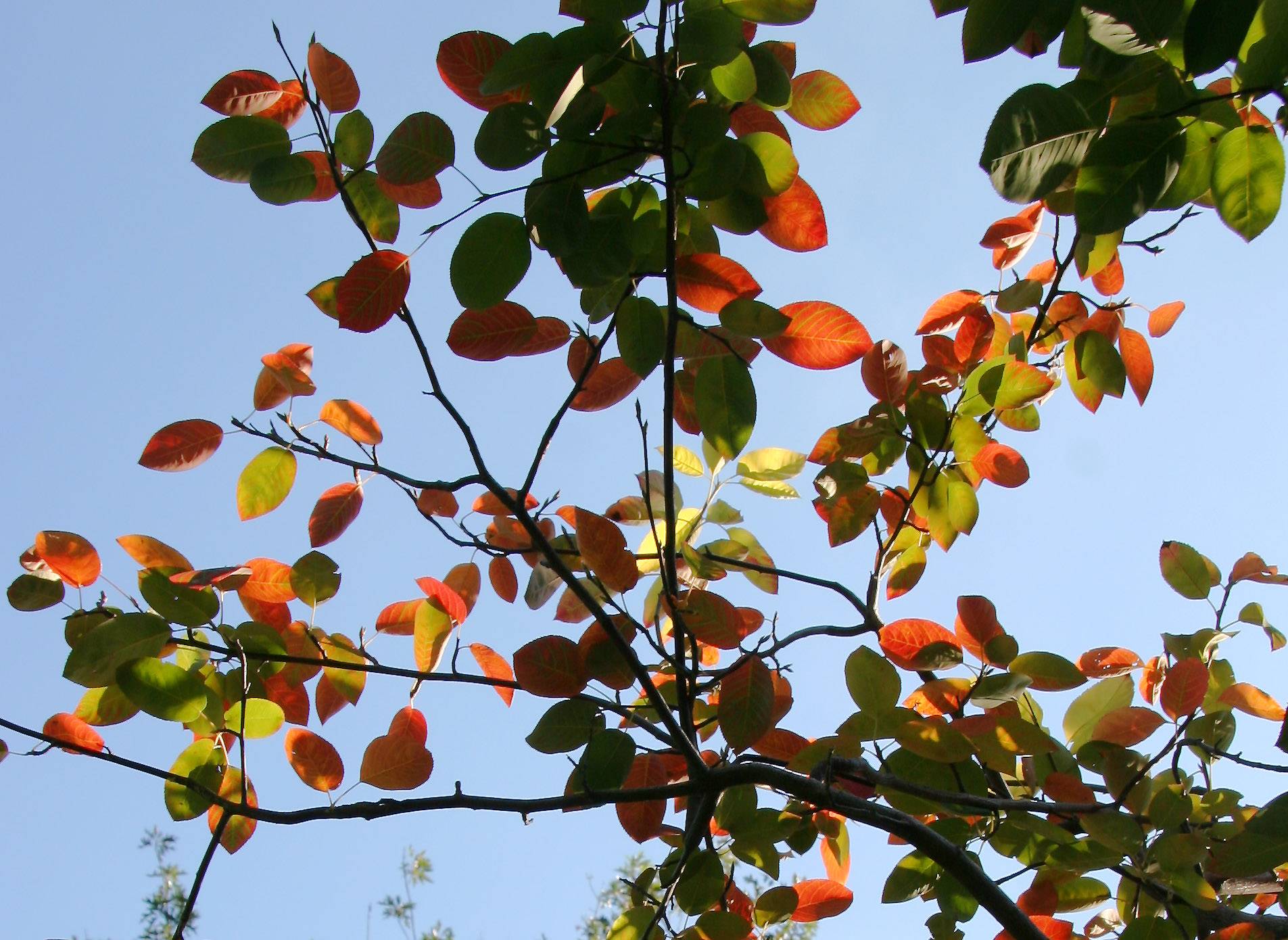 Ornamental Cherry Tree Foliage