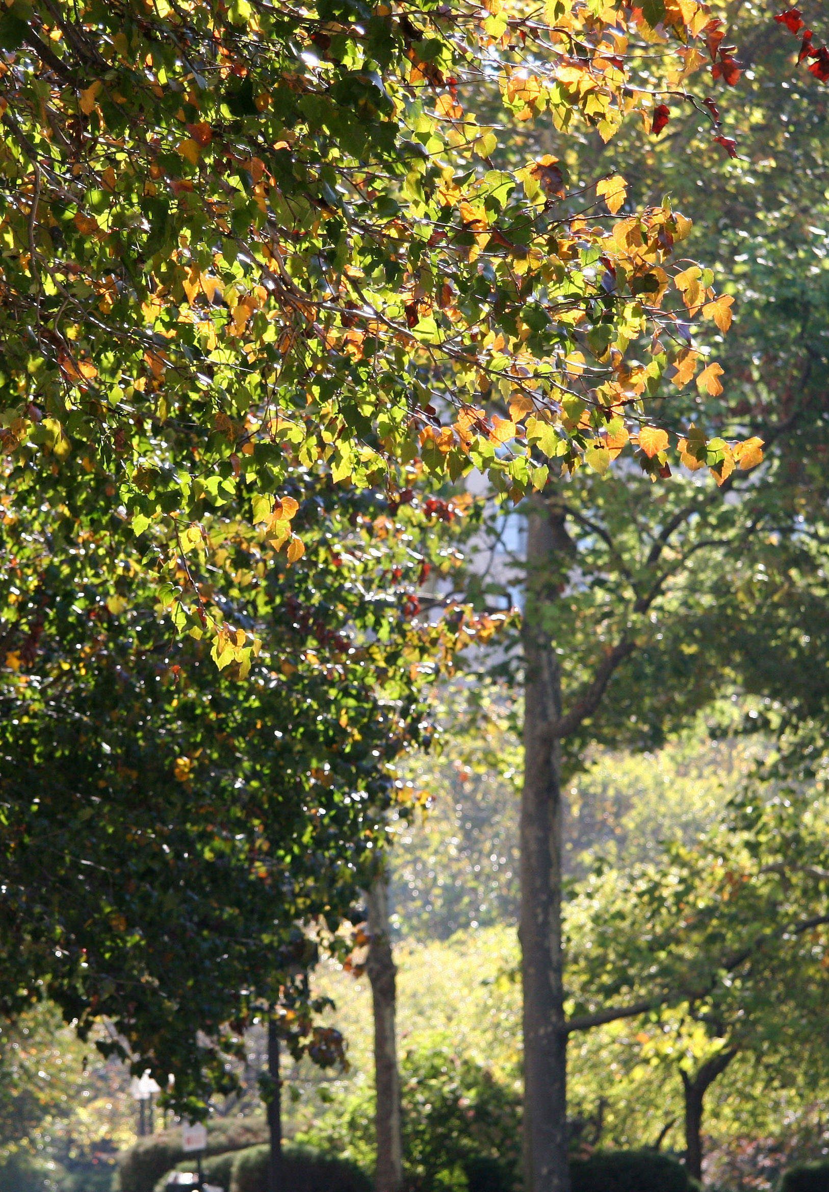 Garden View - Hawthorne Foliage Highlighted