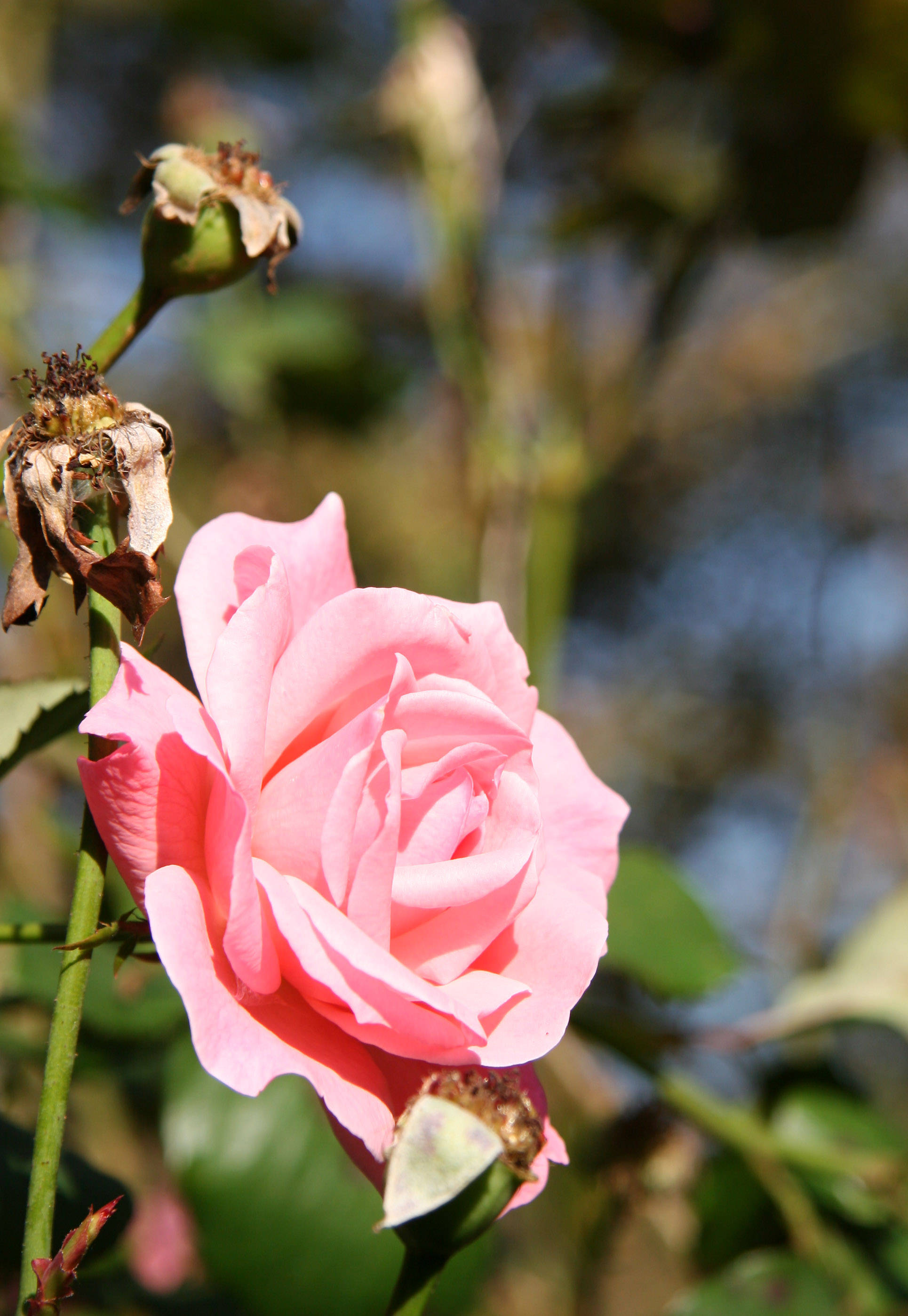 Pink Rose