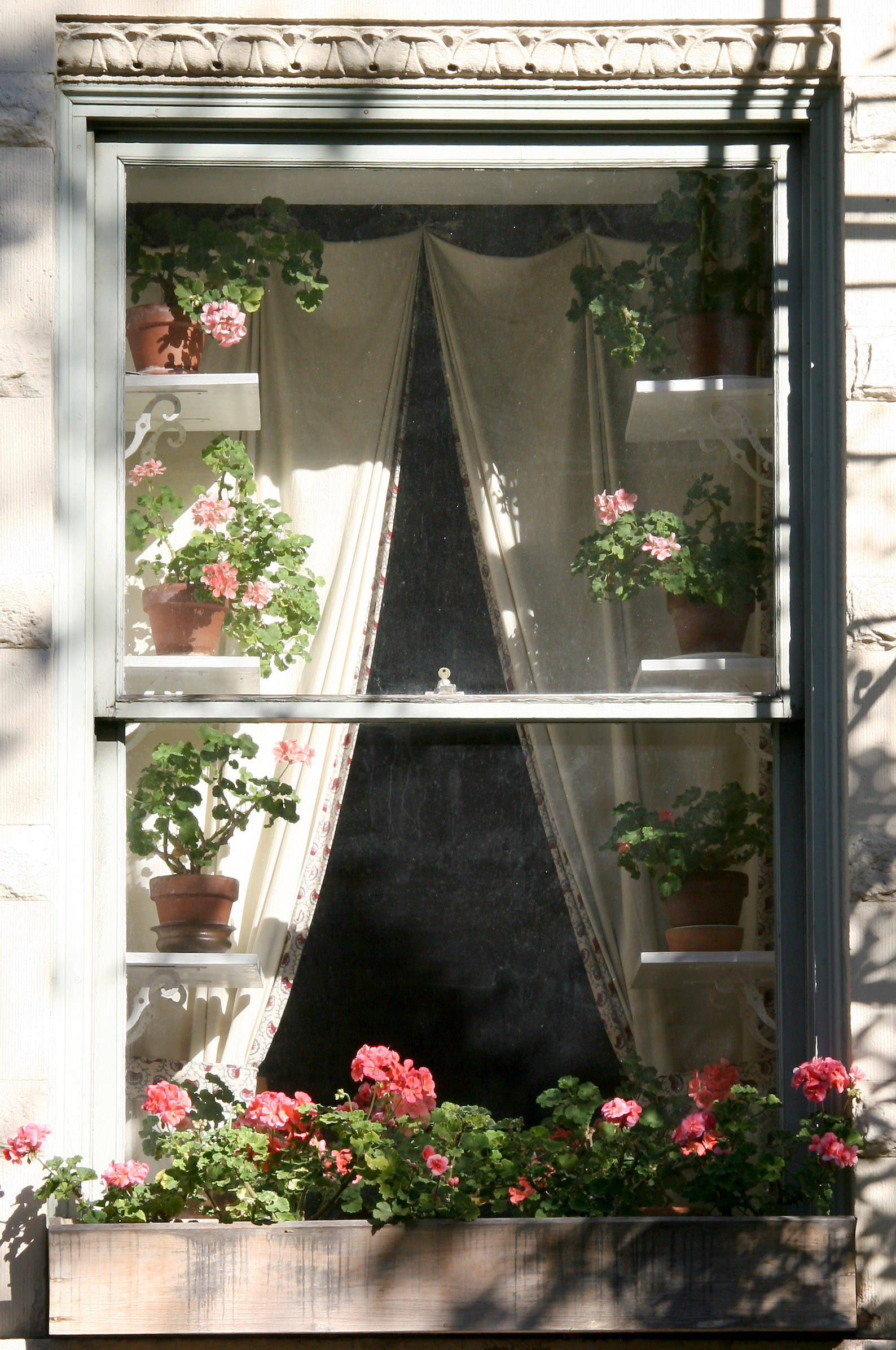 Geranium Window