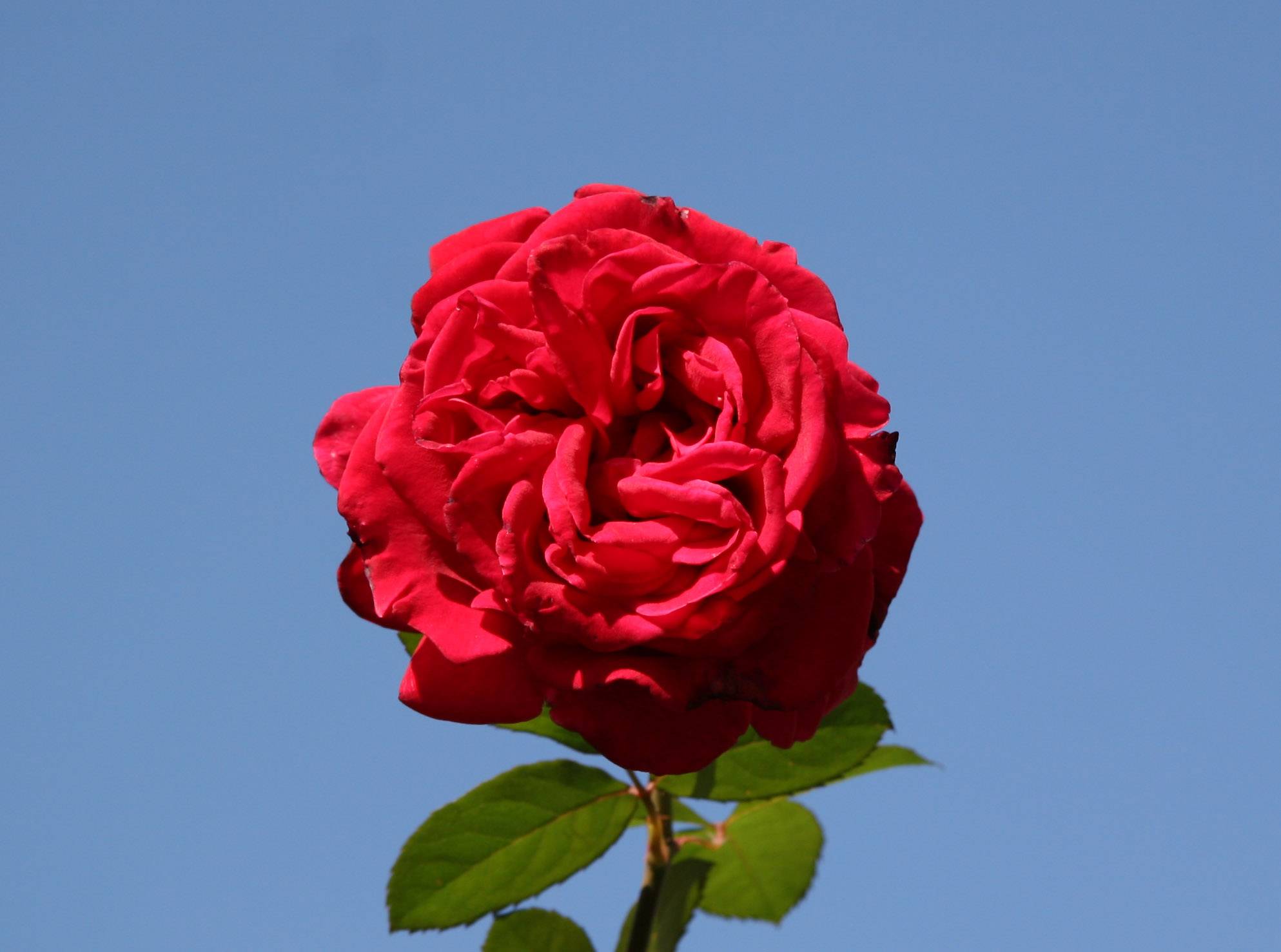 Proud Land Rose